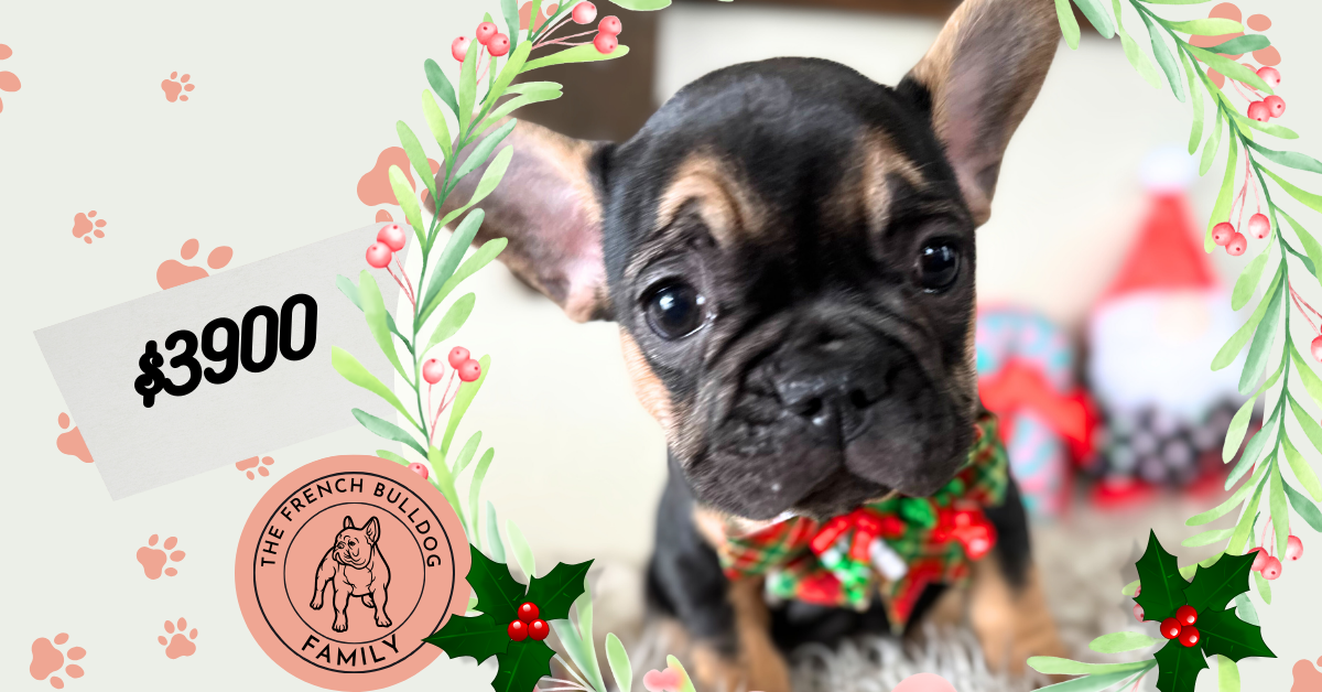 Rachelle | Black & Tan French Bulldog Female | Available Now