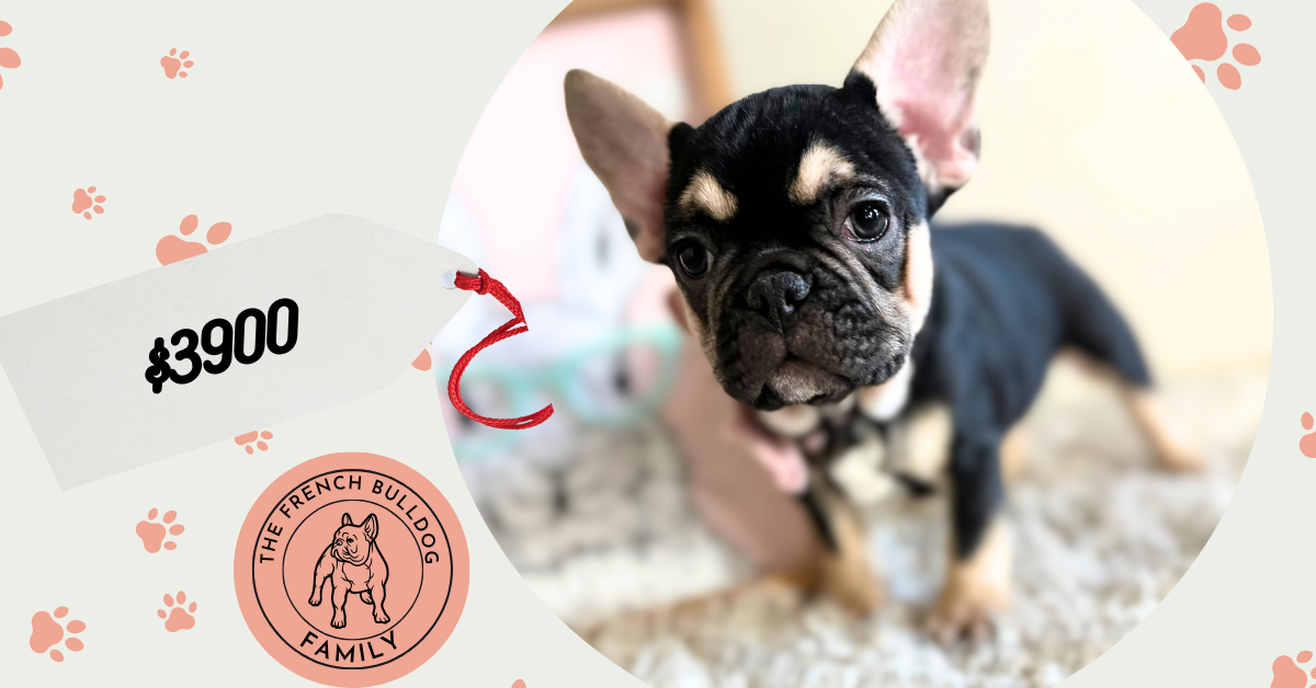 Jackson | Black & Tan French Bulldog Male | Available Now