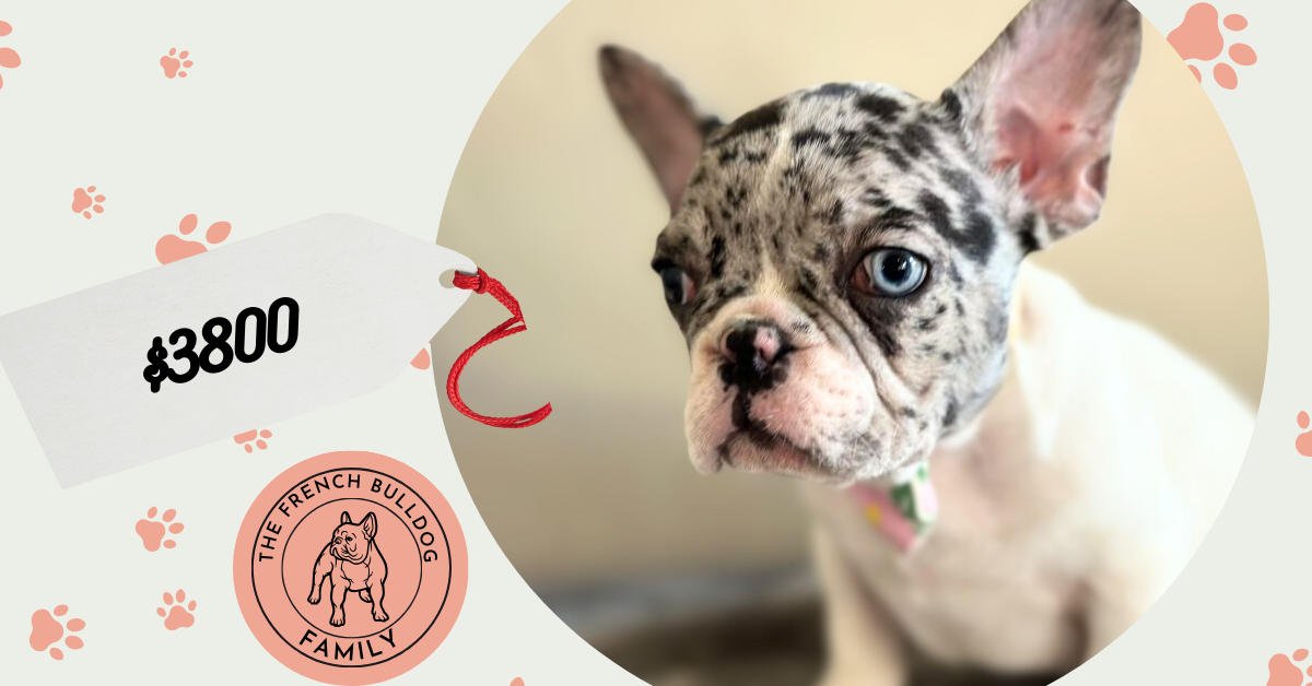 Kiwi | Blue Merle Pied French Bulldog Male | Available Now