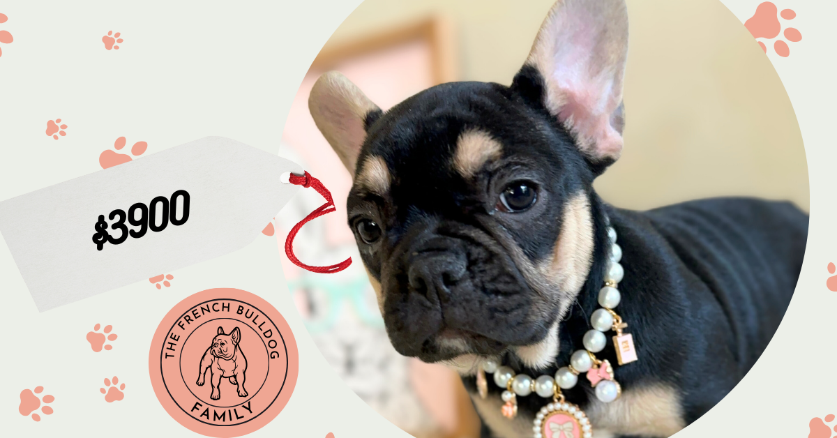 Jaden | Black & Tan French Bulldog Female | Available Now