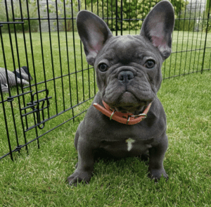 Birdey Blue French Bulldog Female