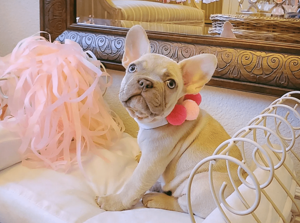 Lilac Fawn French Bulldogs in Colorado