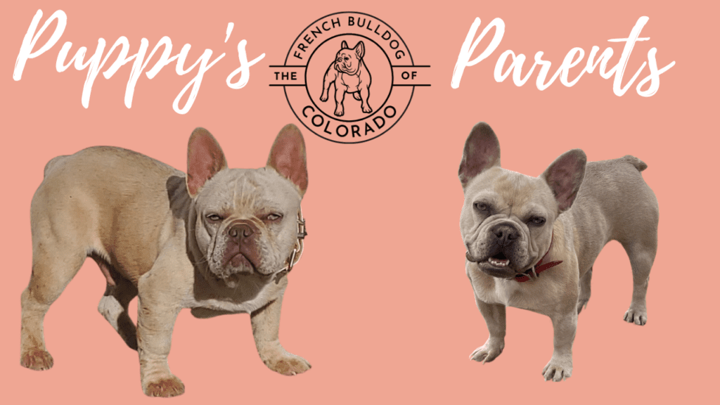 Lilac Merle and Lilac Fawn French Bulldog Litter: Born 10/1/22