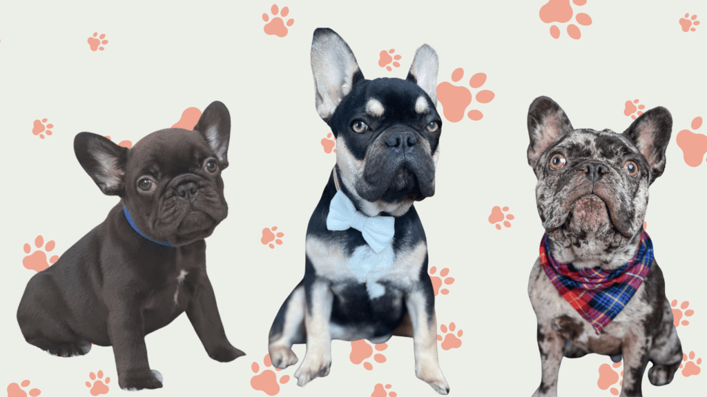 Chocolate French Bulldogs in Colorado