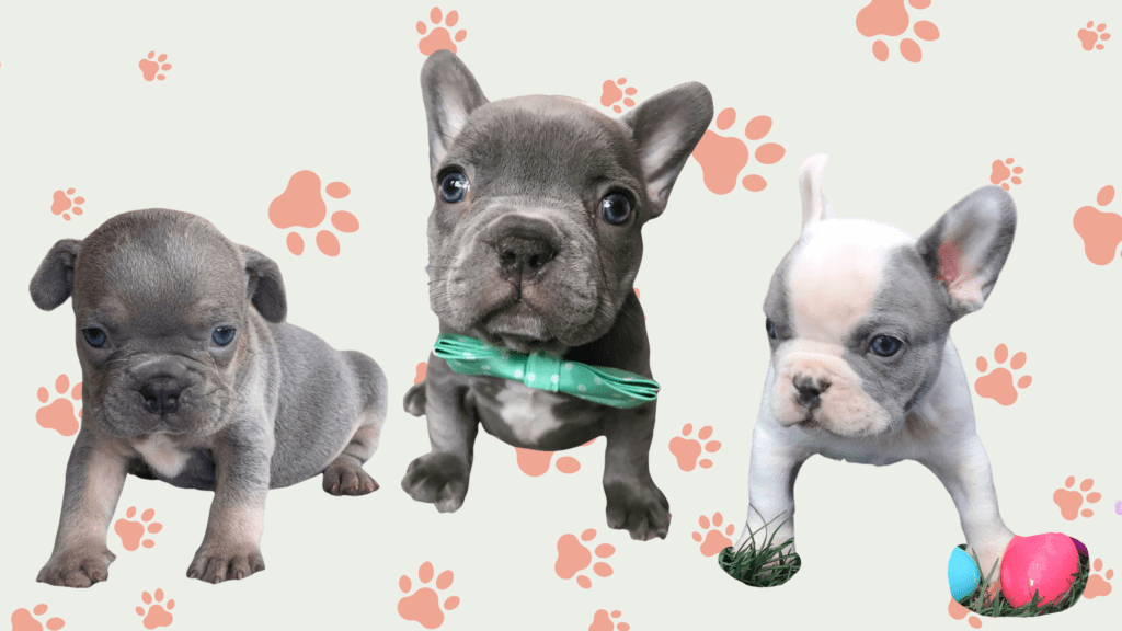 Lilac French Bulldogs in Colorado