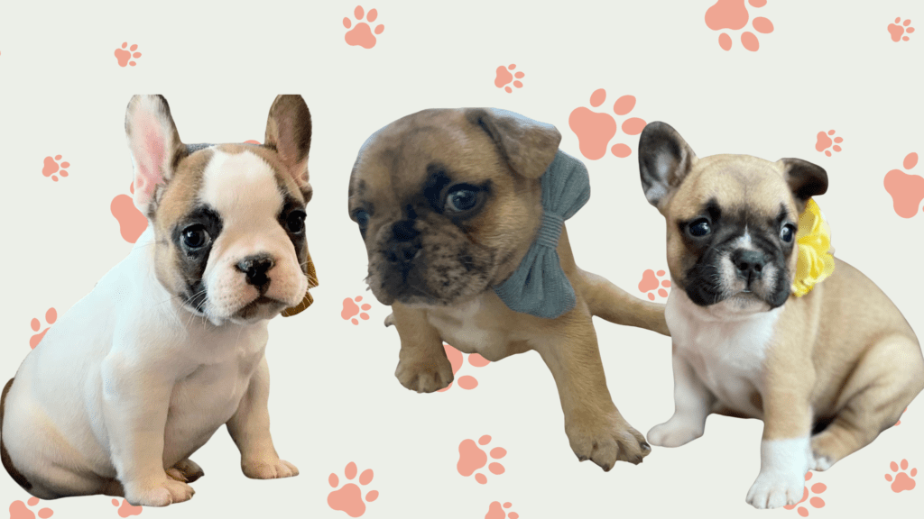 Fawn French Bulldogs in Colorado