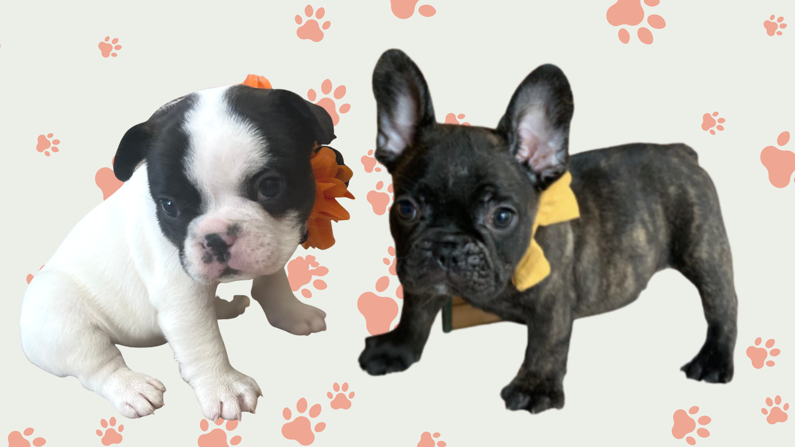 Brindle French Bulldogs in Colorado