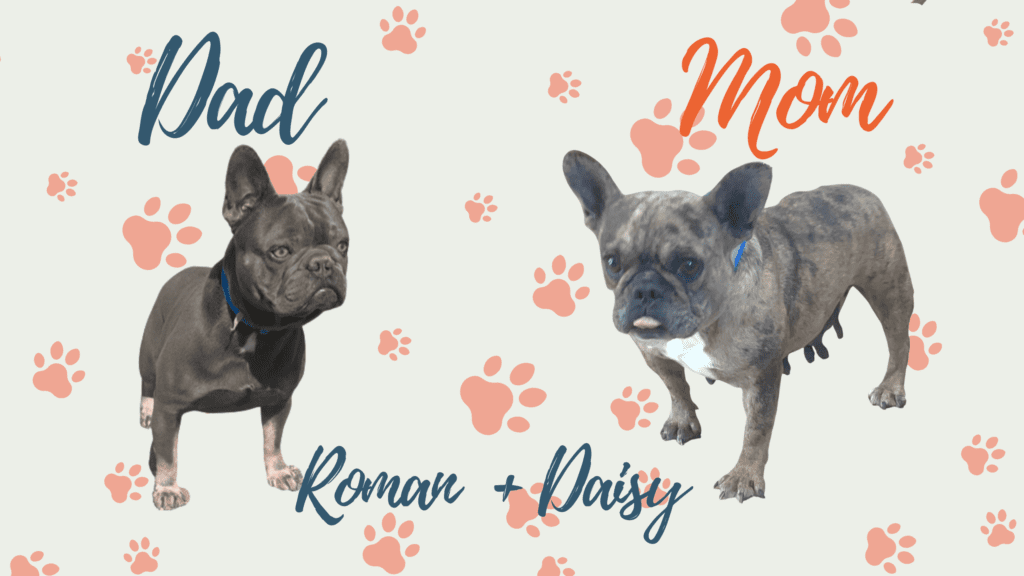 Chocolate French Bulldogs in Colorado