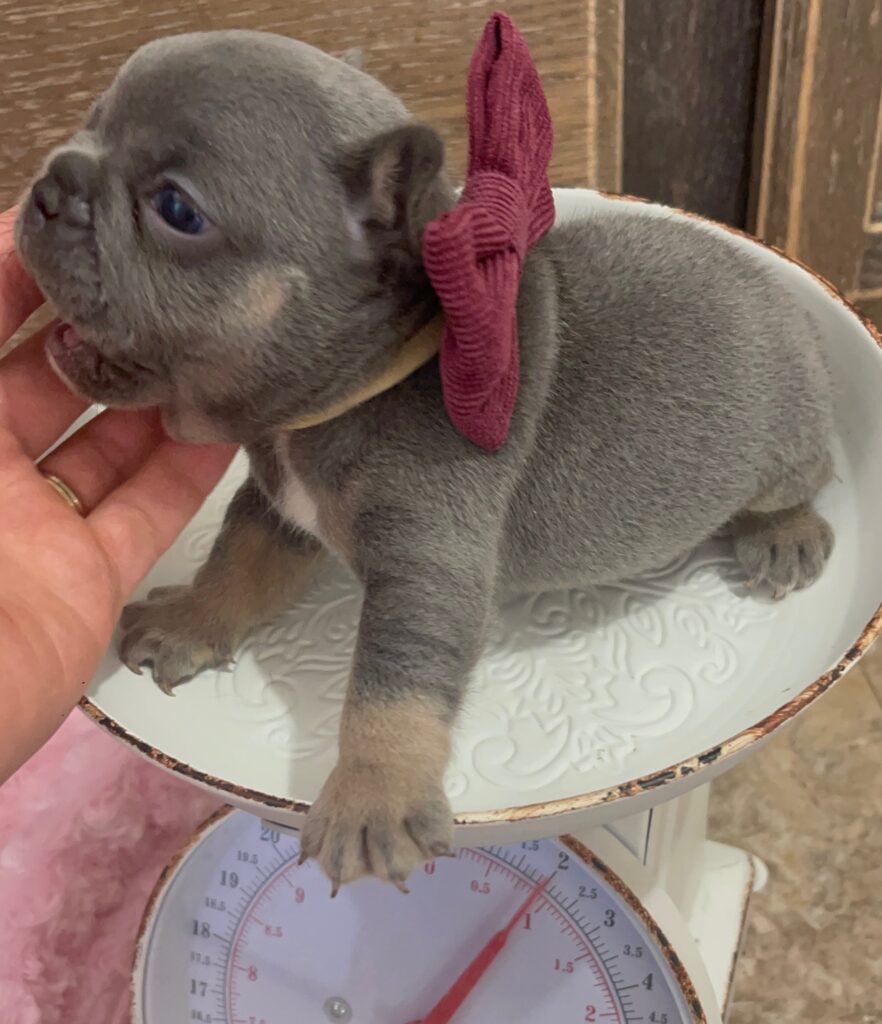 Eugene Blue and Tan French Bulldog Male | Born October 7th, 2022