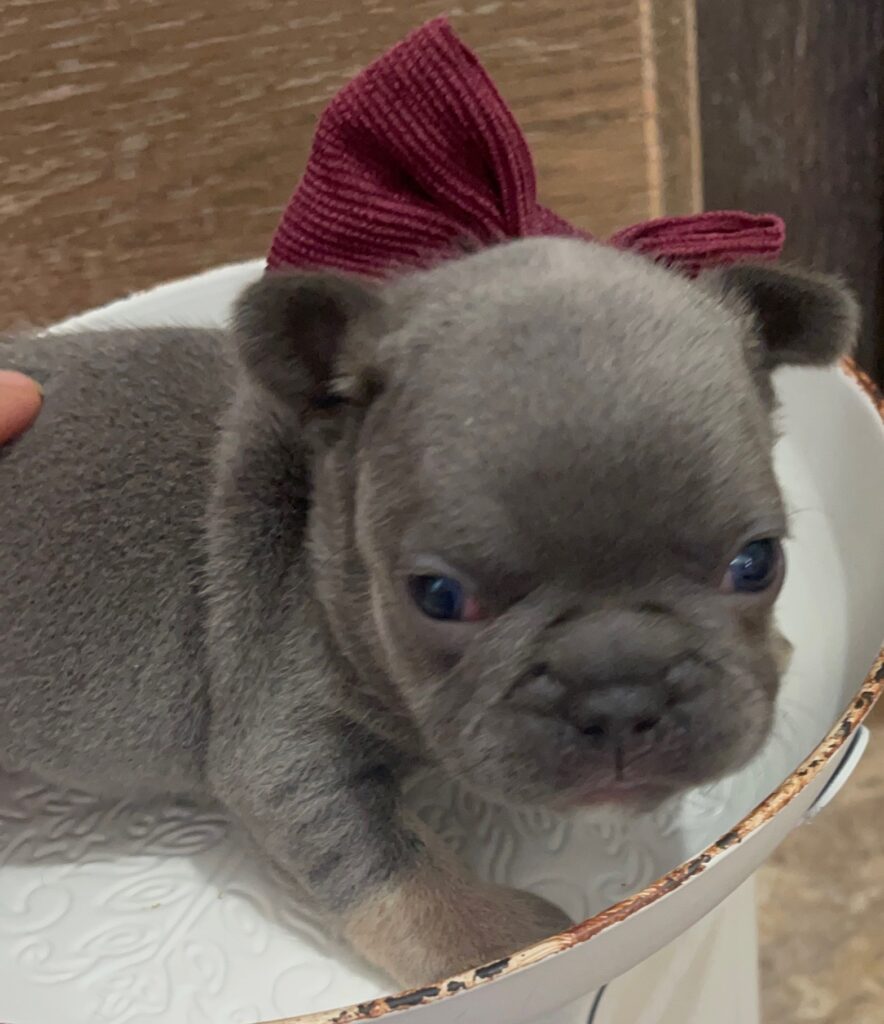 Eugene Blue and Tan French Bulldog Male | Born October 7th, 2022
