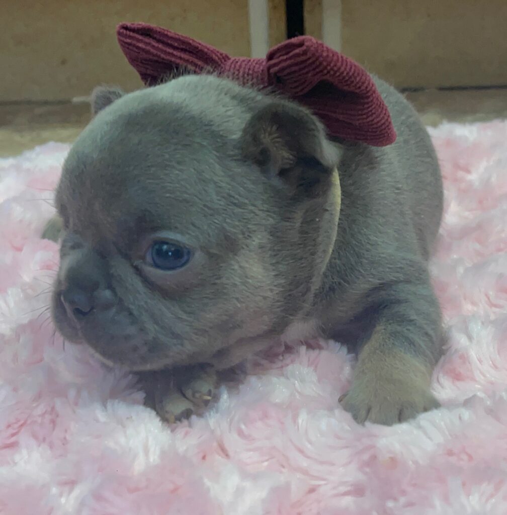 Eugene Blue and Tan French Bulldog Male | Born October 7th, 2022