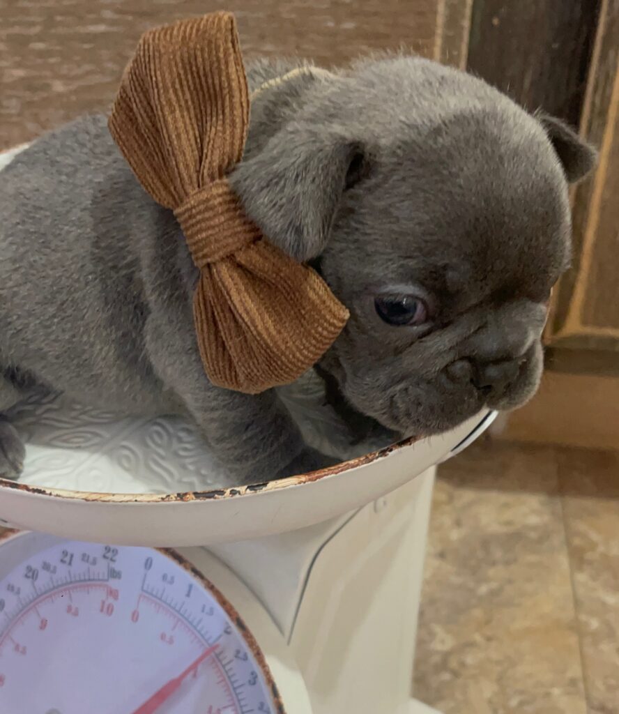 Everest Blue French Bulldog Male | Born October 7th, 2022