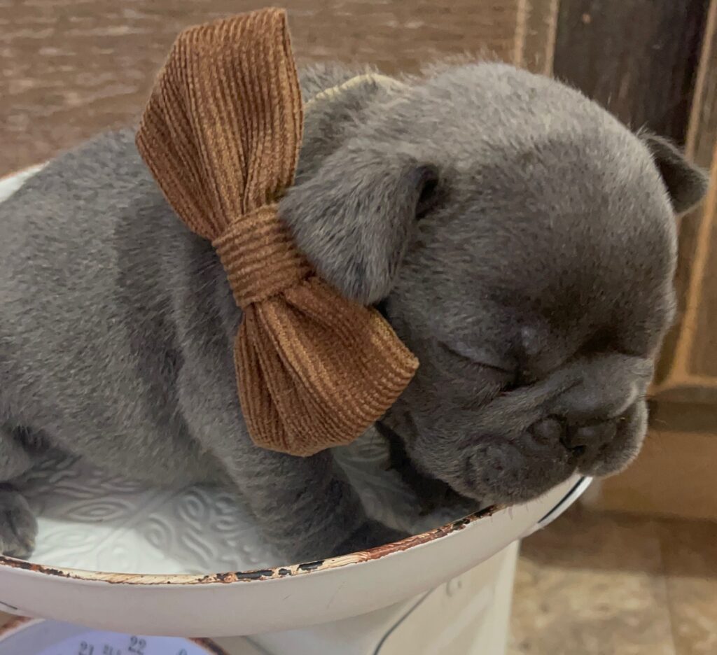 Everest Blue French Bulldog Male | Born October 7th, 2022