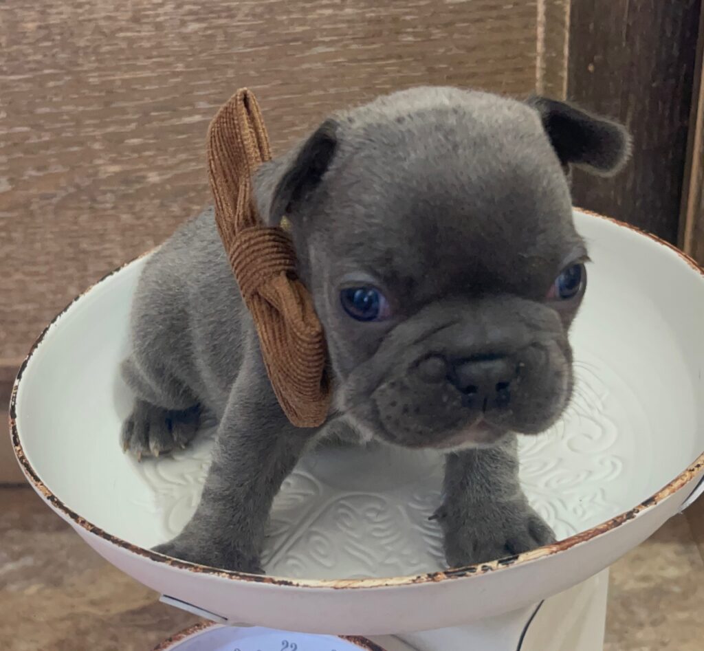 Everest Blue French Bulldog Male | Born October 7th, 2022