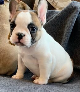 Fawn French Bulldogs in Colorado