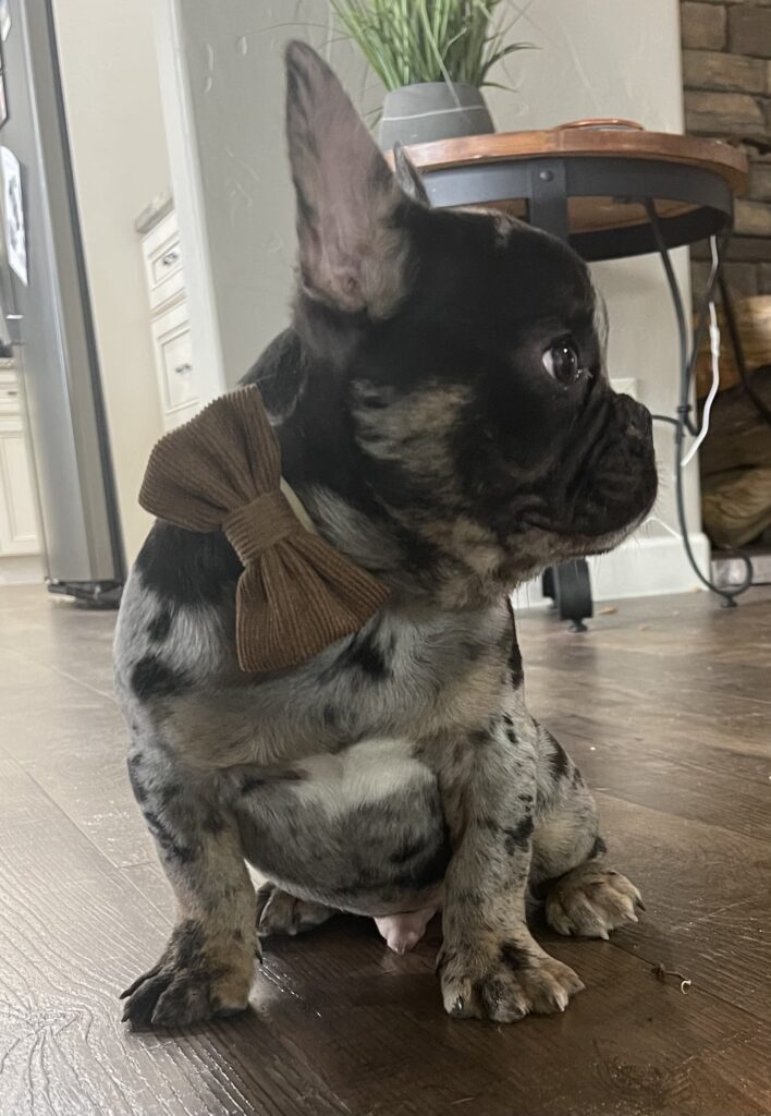 Fiji | Black Merle French Bulldog Male | Born August 1st, 2022
