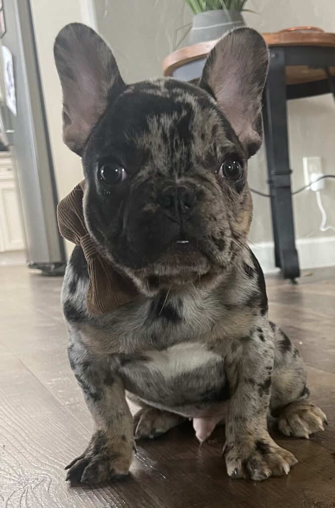 Fiji | Black Merle French Bulldog Male | Born August 1st, 2022
