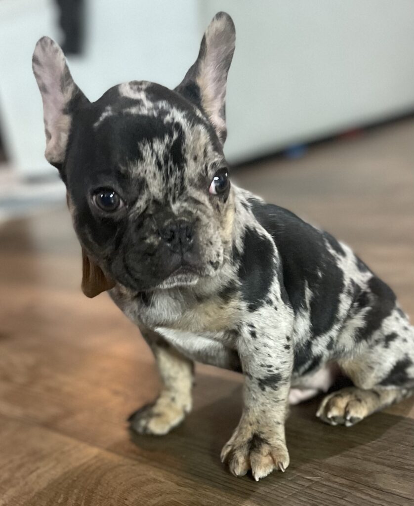 Fiji | Black Merle French Bulldog Male | Born August 1st, 2022