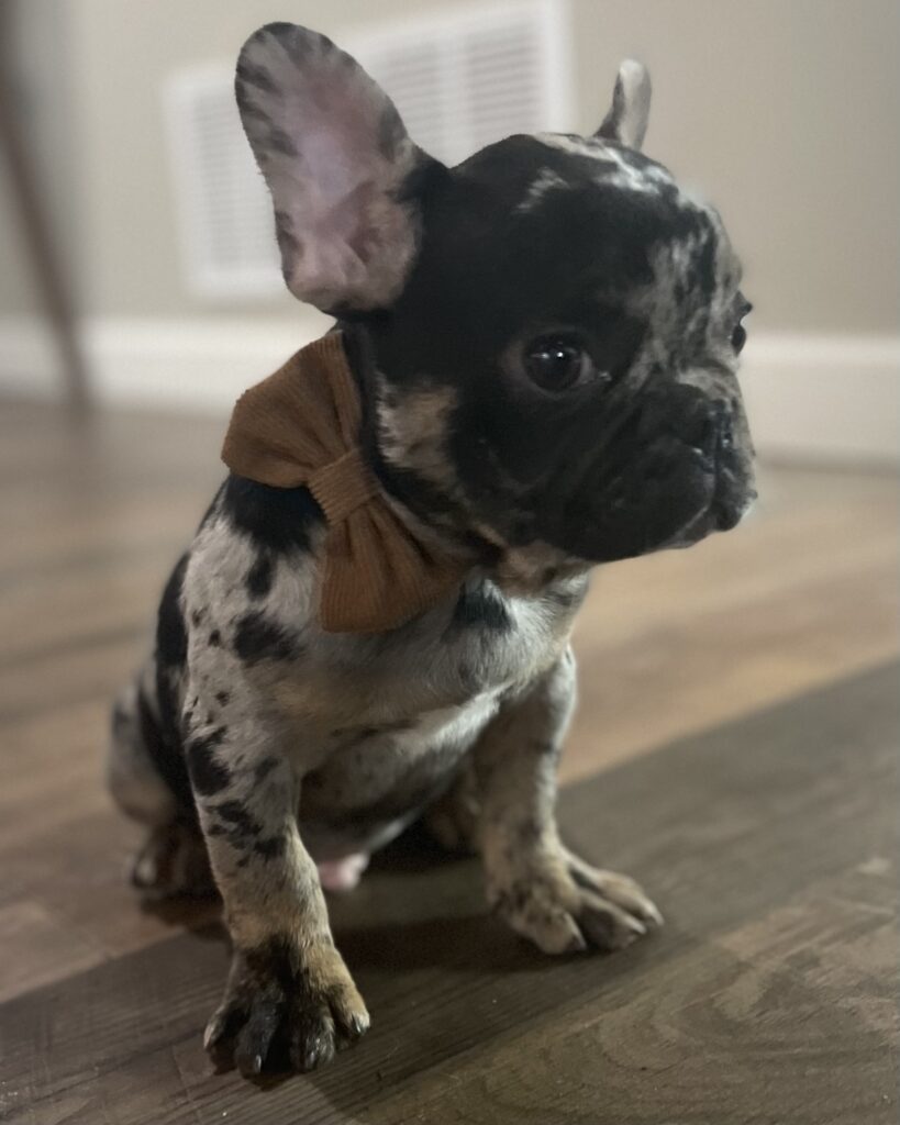 Fiji | Black Merle French Bulldog Male | Born August 1st, 2022