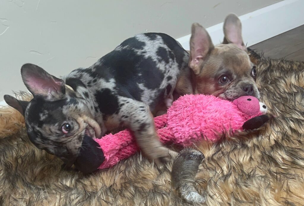 Fiji | Black Merle French Bulldog Male | Born August 1st, 2022