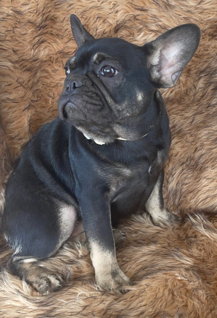 Autumn Black and Tan French Bulldog Female