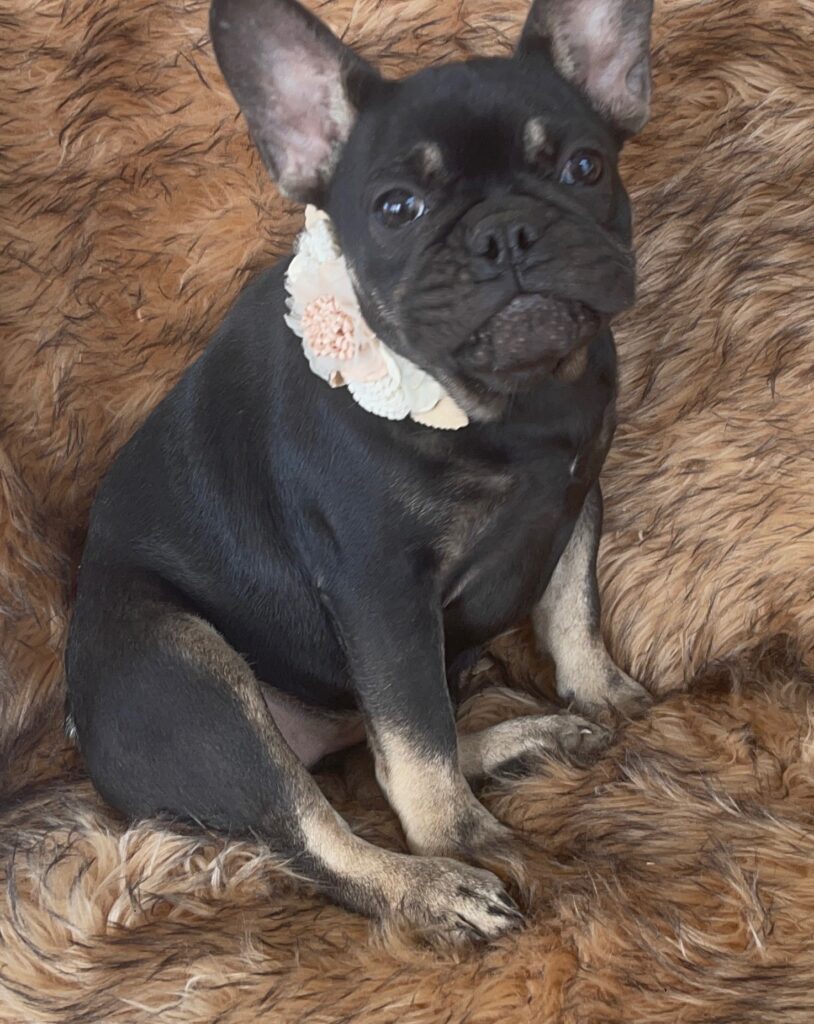 Autumn Black and Tan French Bulldog Female