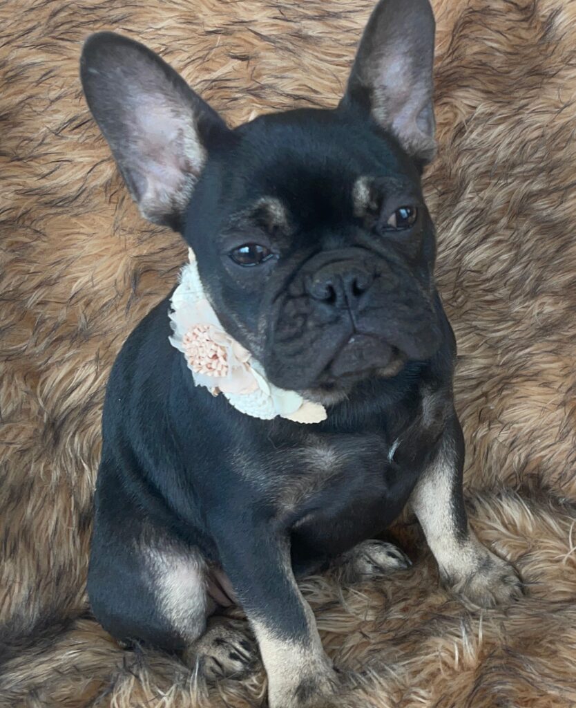 Autumn Black and Tan French Bulldog Female