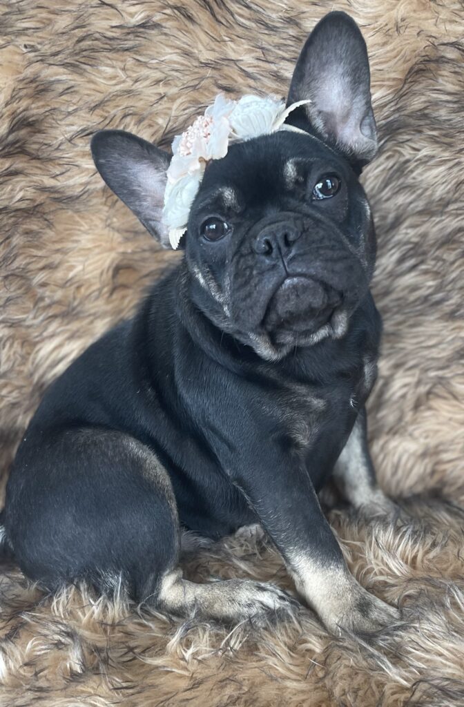 Autumn Black and Tan French Bulldog Female