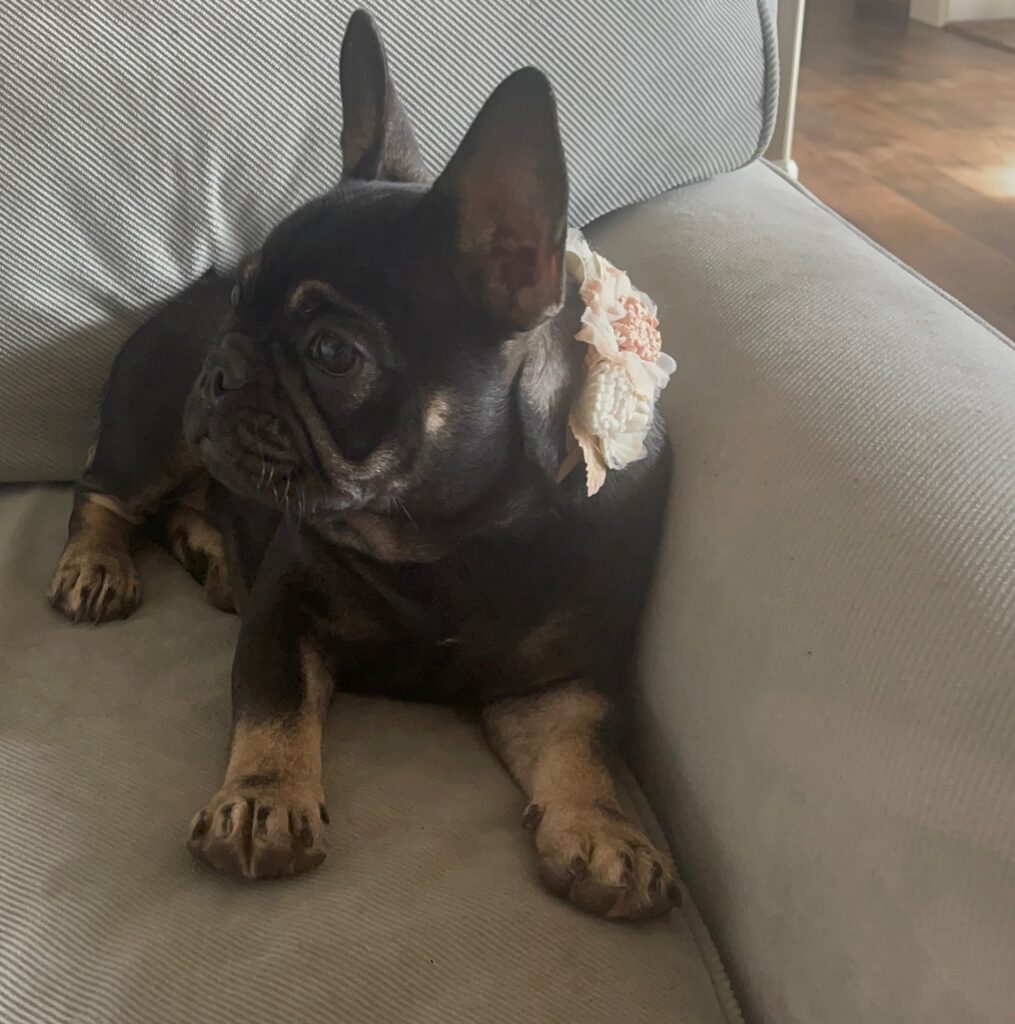 Autumn Black and Tan French Bulldog Female