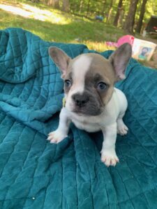Blue Fawn French Bulldogs in Colorado