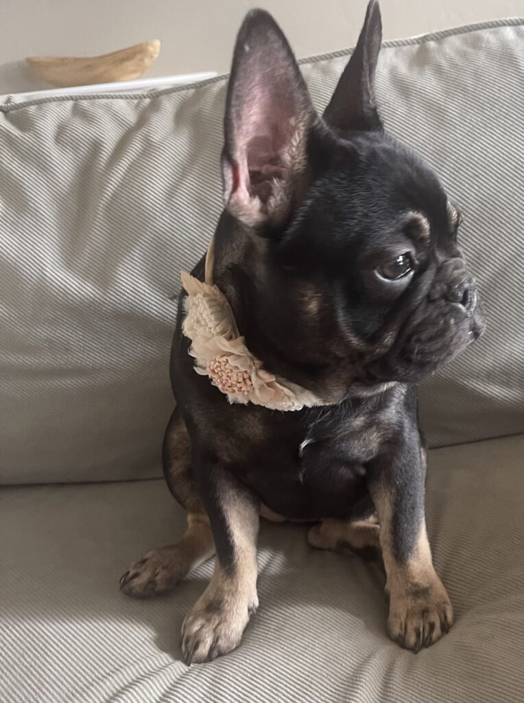 Autumn Black and Tan French Bulldog Female