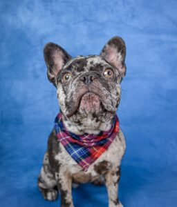 Chocolate French Bulldogs in Colorado