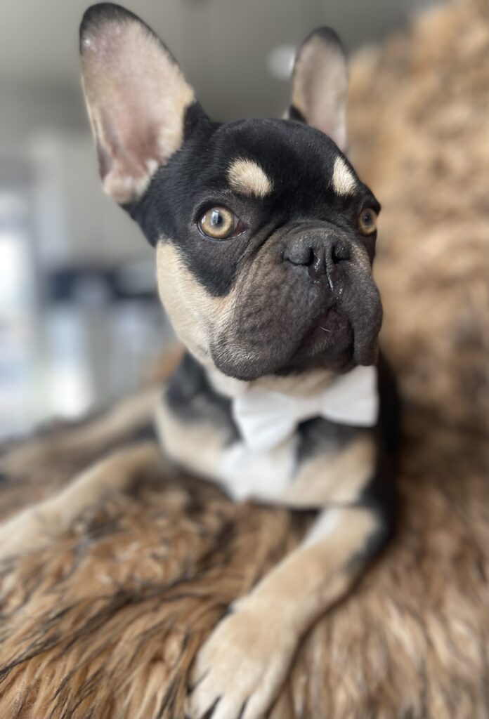 Charlie Brown Chocolate and Tan French Bulldog Male