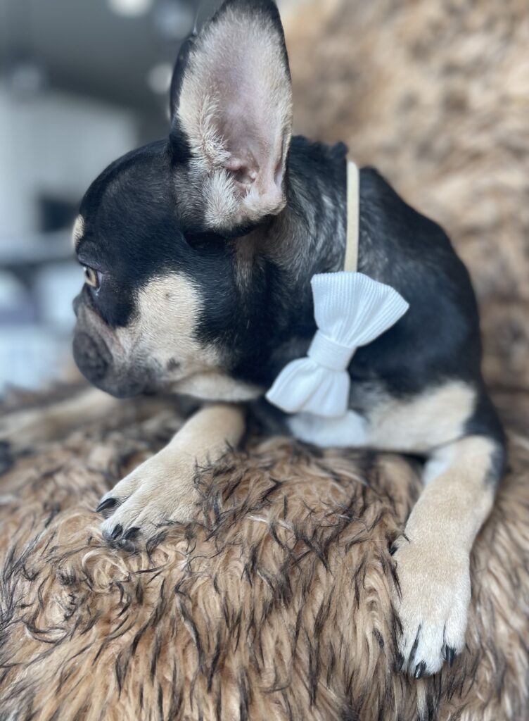 Charlie Brown Chocolate and Tan French Bulldog Male