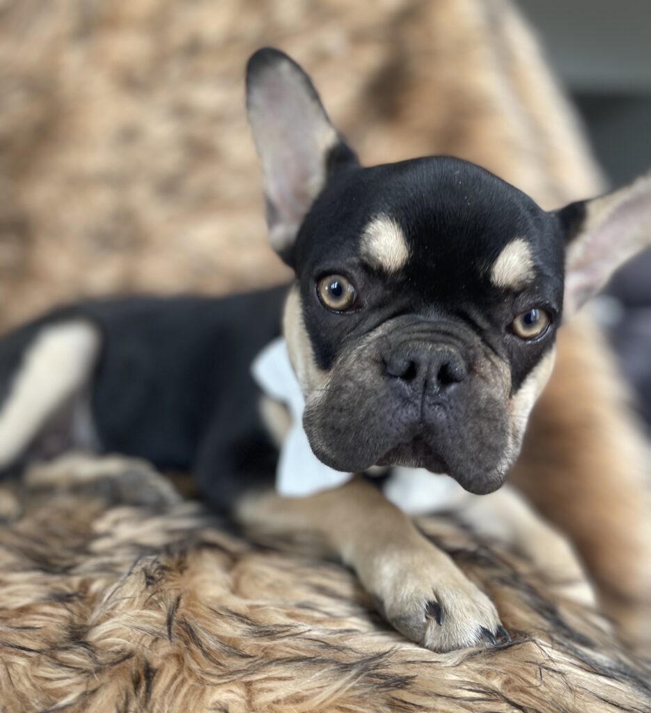 Charlie Brown Chocolate and Tan French Bulldog Male