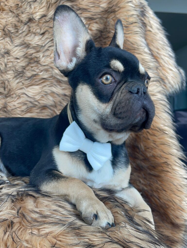 Charlie Brown Chocolate and Tan French Bulldog Male