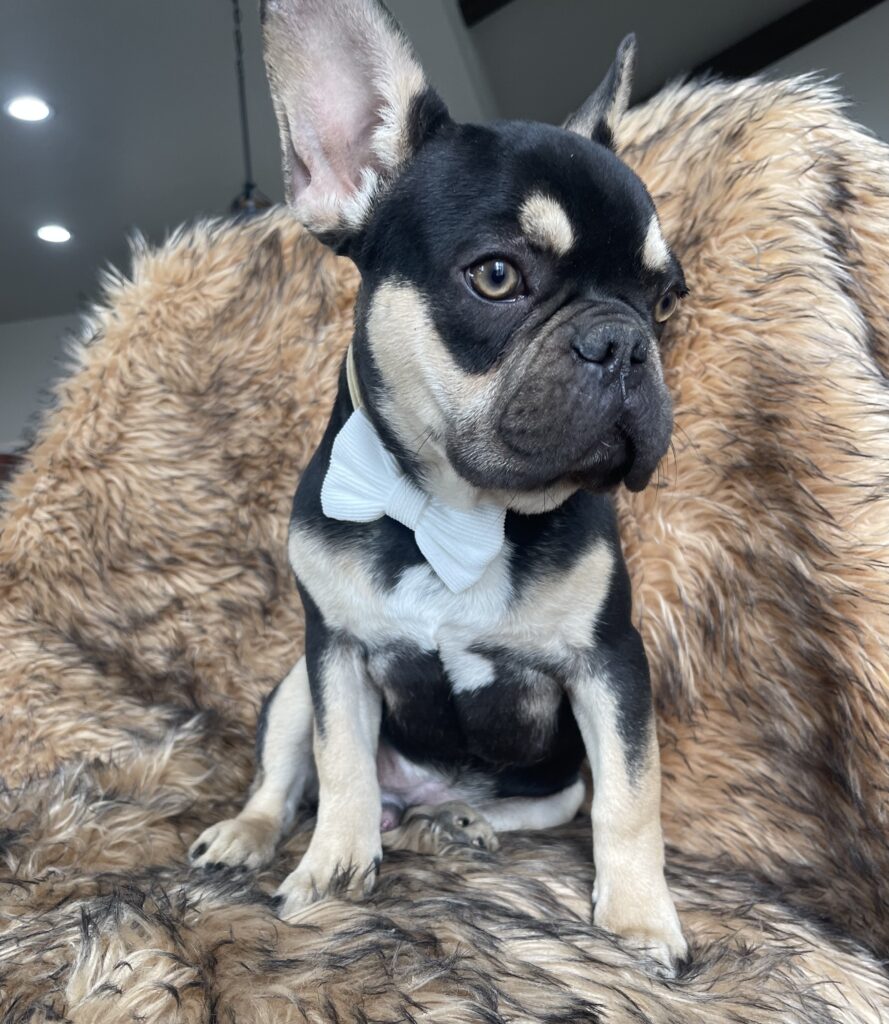 Charlie Brown Chocolate and Tan French Bulldog Male