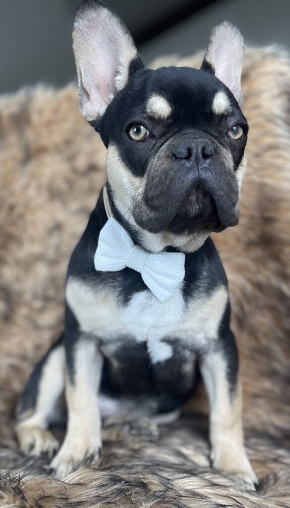 Charlie Brown Chocolate and Tan French Bulldog Male