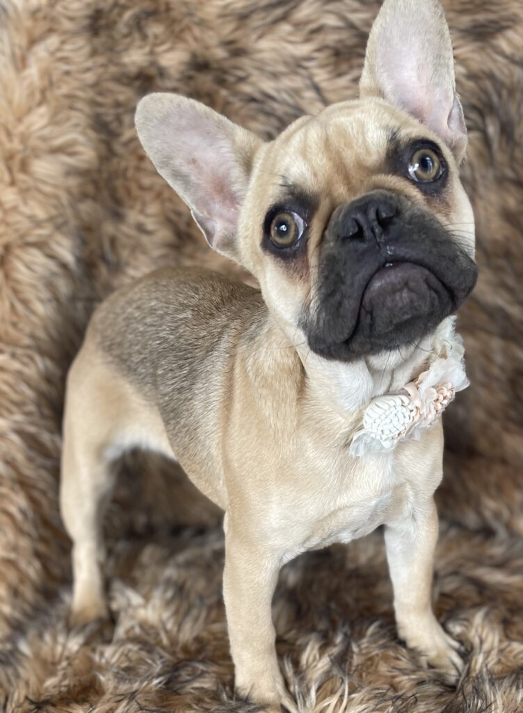 Charlotte Chocolate Fawn French Bulldog Female
