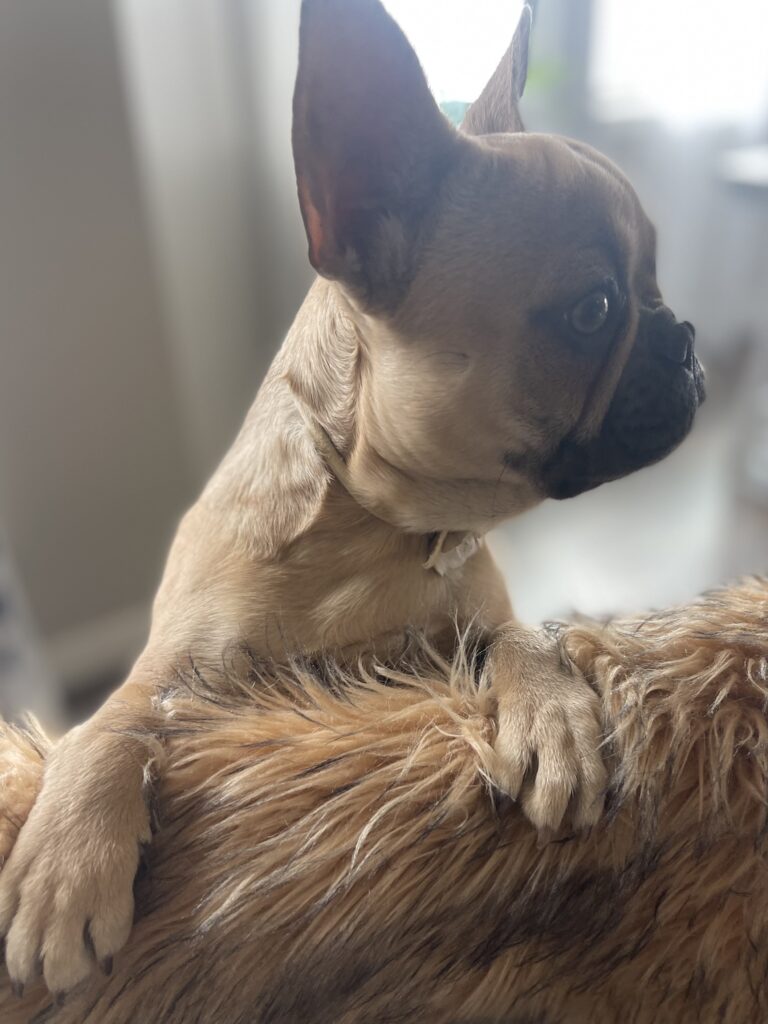 Charlotte Chocolate Fawn French Bulldog Female