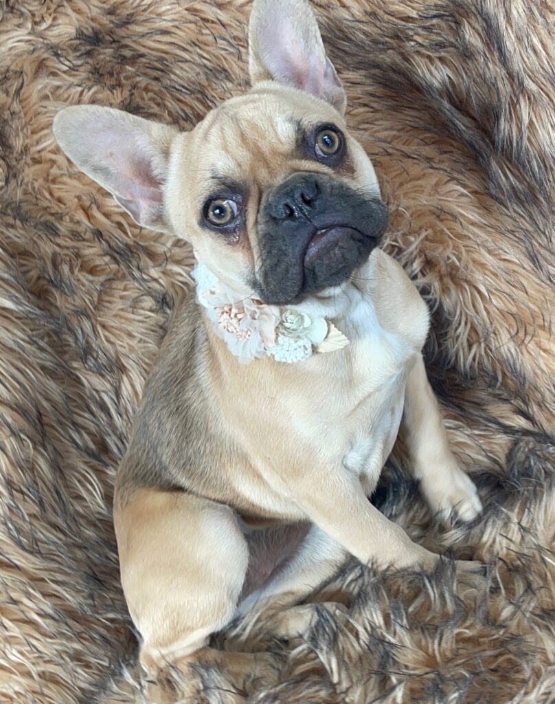 Charlotte Chocolate Fawn French Bulldog Female