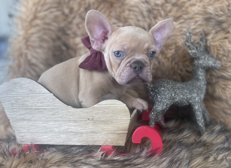 Brantley | Lilac Fawn Male French Bulldog | Born 10/1/22