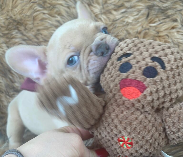 Brantley | Lilac Fawn Male French Bulldog | Born 10/1/22