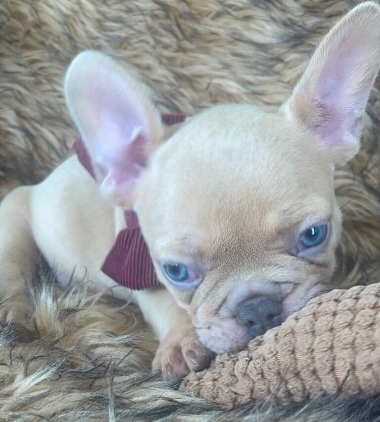 Brantley | Lilac Fawn Male French Bulldog | Born 10/1/22