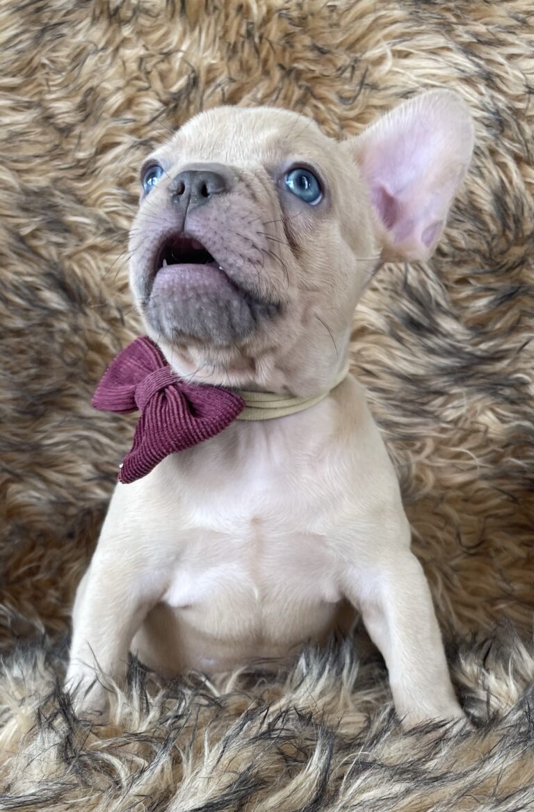 Brantley | Lilac Fawn Male French Bulldog | Born 10/1/22