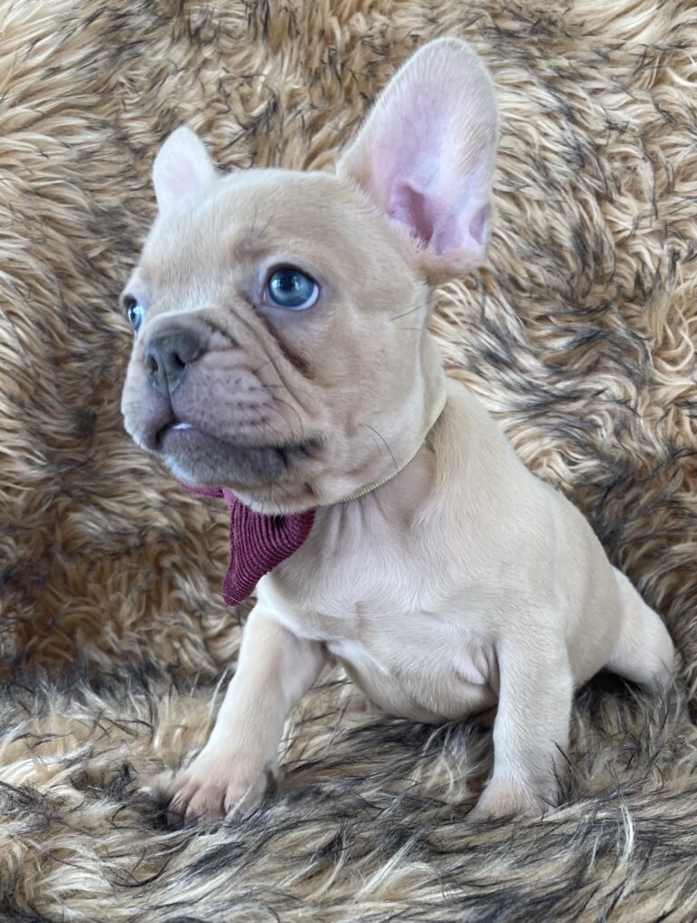Brantley | Lilac Fawn Male French Bulldog | Born 10/1/22