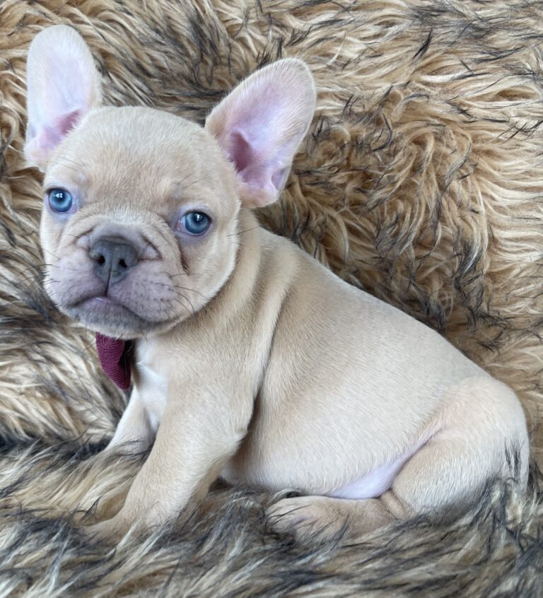 Brantley | Lilac Fawn Male French Bulldog | Born 10/1/22
