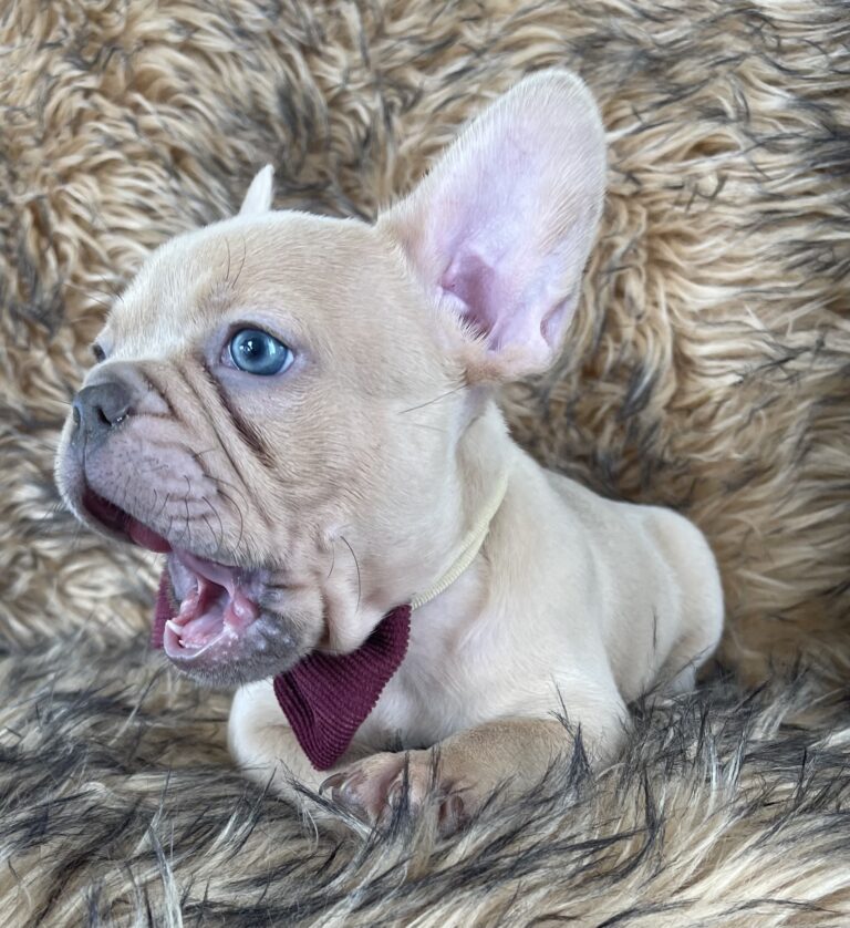 Brantley | Lilac Fawn Male French Bulldog | Born 10/1/22