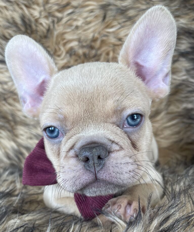 Brantley | Lilac Fawn Male French Bulldog | Born 10/1/22