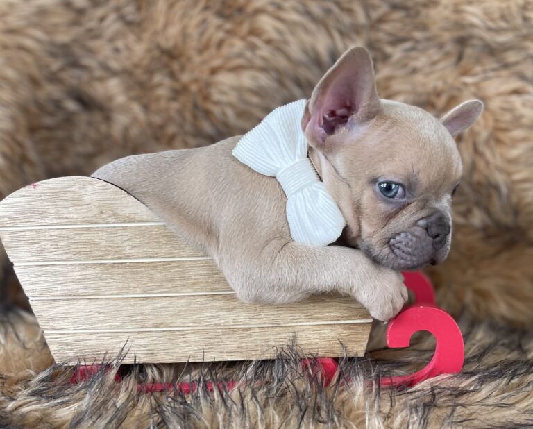 Brady | Lilac Fawn Male French Bulldog | Born 10/1/22